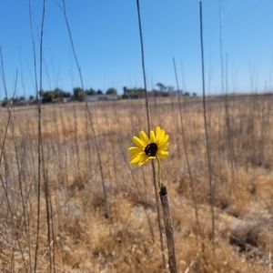 Meet your Posher, Wale